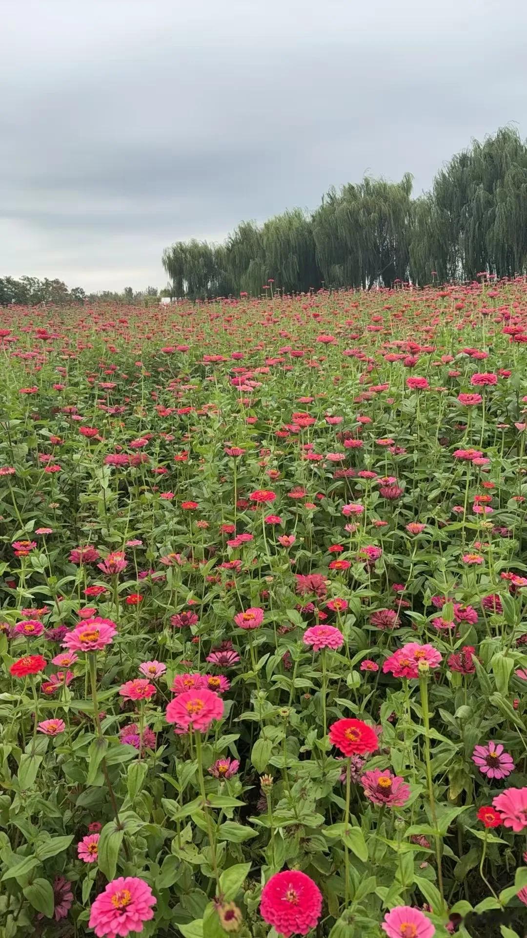 【七绝·闲吟】
总想追风不见形，
犹思揽月手难凭。
思来大海心胸阔，
怎奈寒冬也