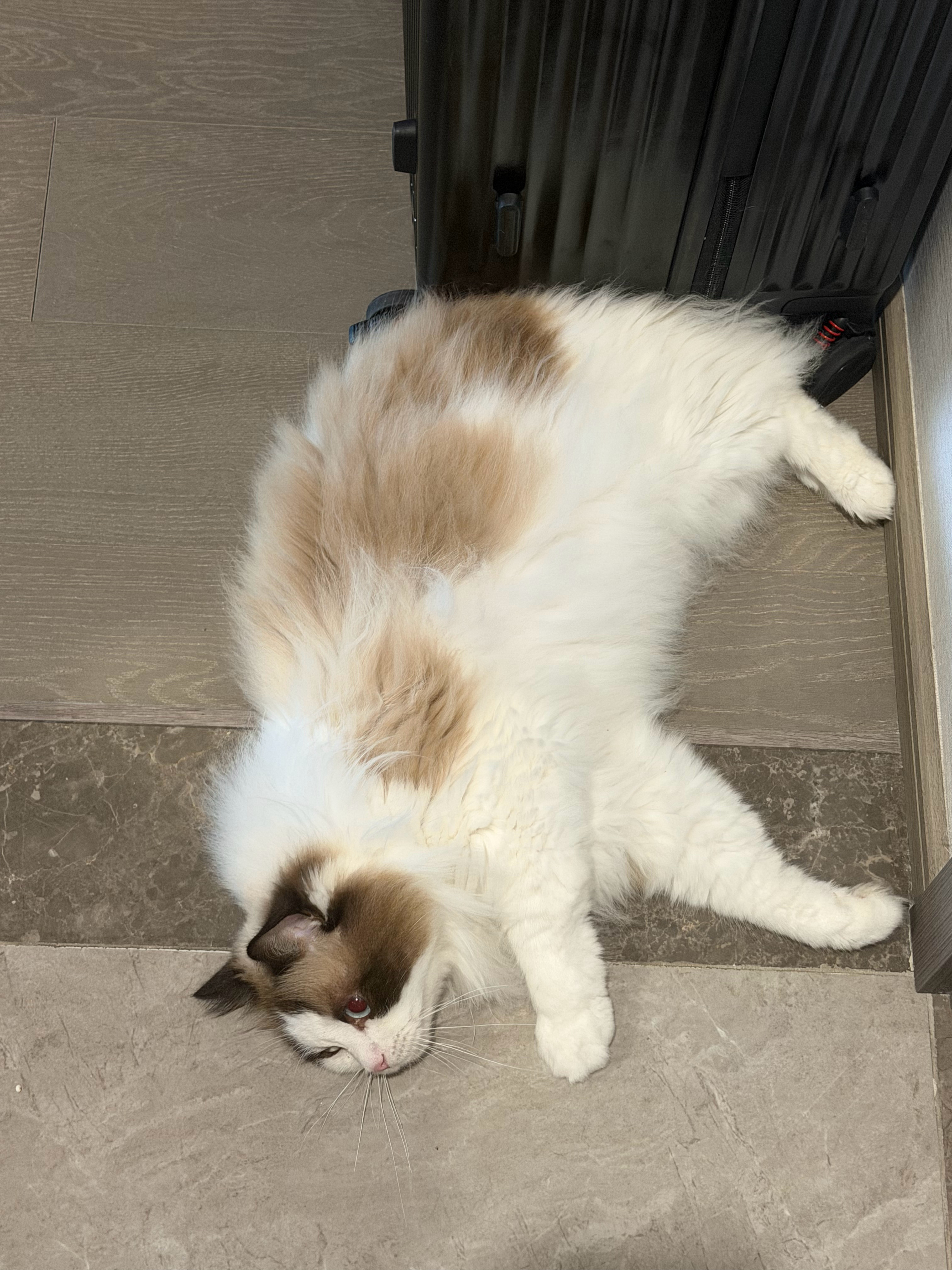 猫宁！由于团团太久没有写明信片过来了，评论区已经有人把乖乖叫做团团了你说是吧@ 
