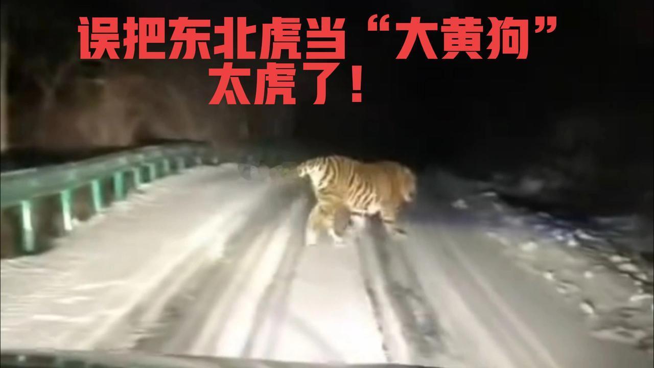夫妻误把东北虎当“大黄狗”，到底谁虎？

吉林延边夫妻误把东北虎当“大黄狗”，察