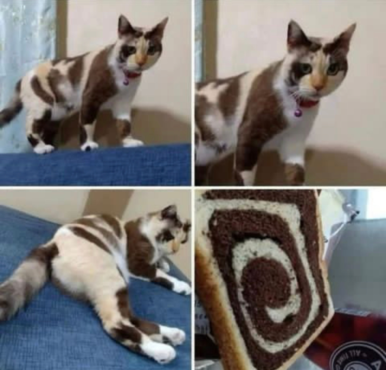瑞士猫 