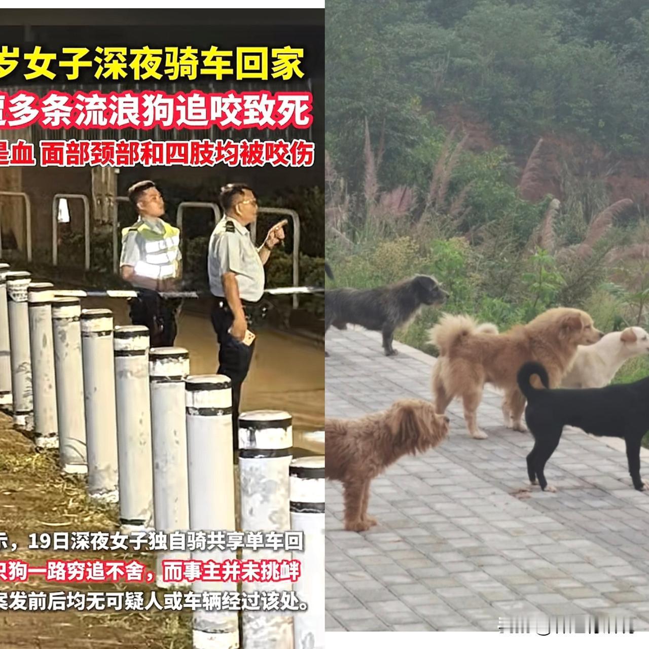 原来回家也要靠运气！这几天，广州日报报道的那个香港女子被流浪狗咬伤致死的消息，大
