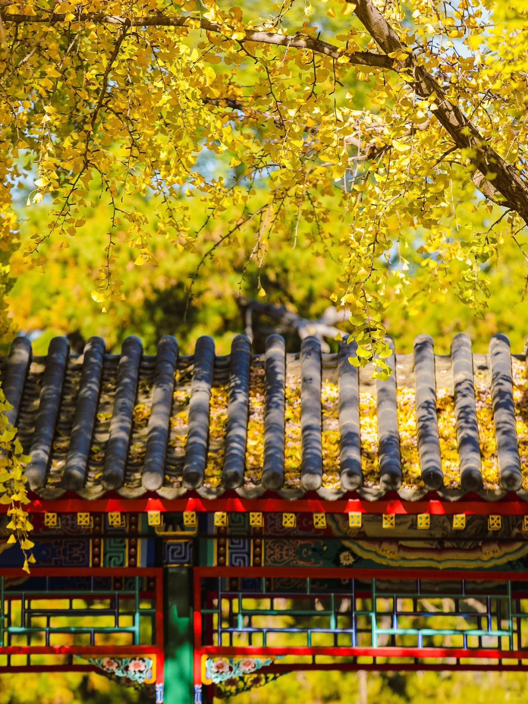 11.14实拍📷你没看错，这里的银杏不输故宫