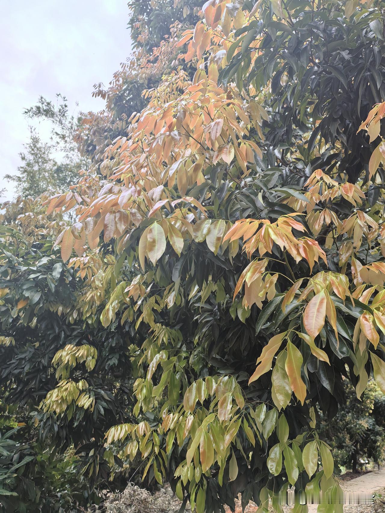 广西哪个品种的荔枝最好吃?传言今年荔枝要大减产，我不明所以，于是就去山上的果园察