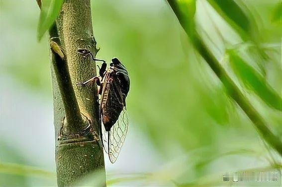 上联：怀远鸣蝉悲落日
解析：“怀远”对应“思乡”，“鸣蝉”和“宿雁”一为夏虫一为