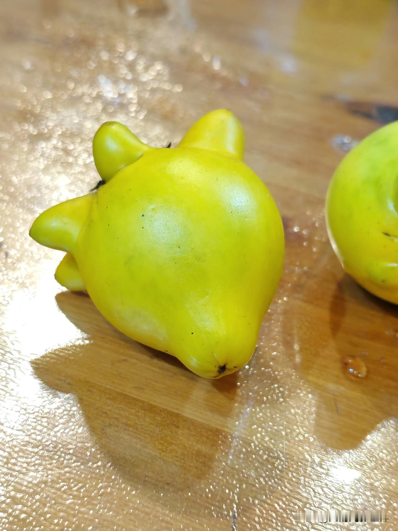 回到家后，我上网查了查资料，原来五味子分为南、北二种。北方五味子质比南方五味子优