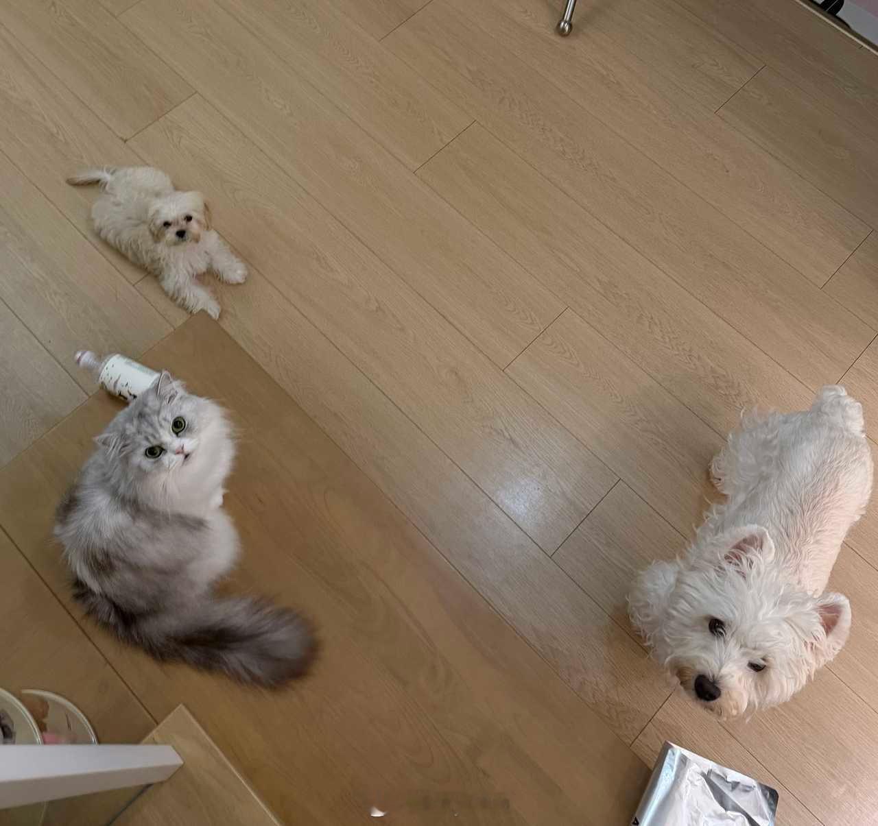 我产是一屋，俩猫仨狗，三餐四季，love