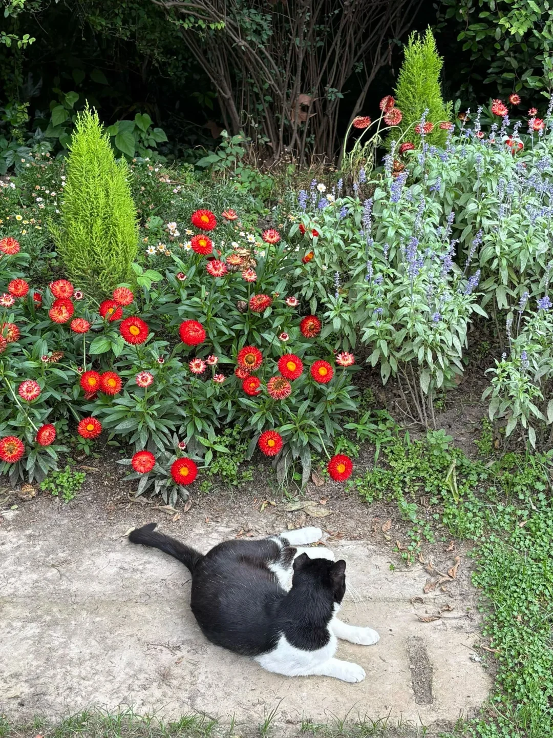 又看见猫啦！