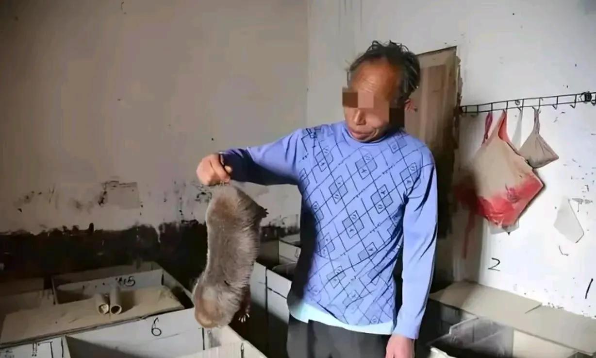 五年的牢狱生活，竟然源于一只“大老鼠”！山东聊城一男子打死了一只偷吃玉米、体型硕
