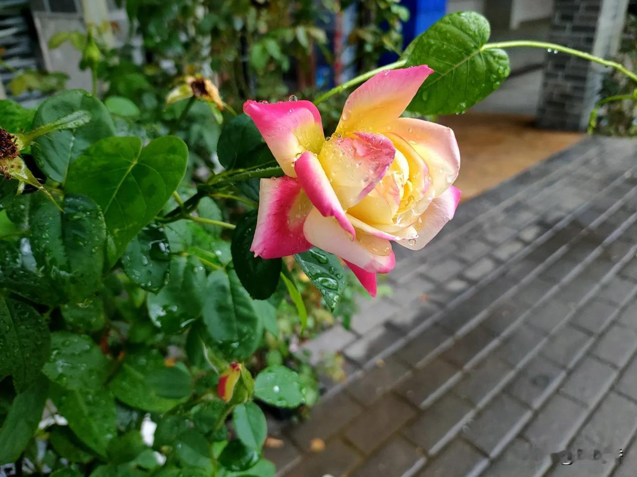 随手拍美丽花朵。