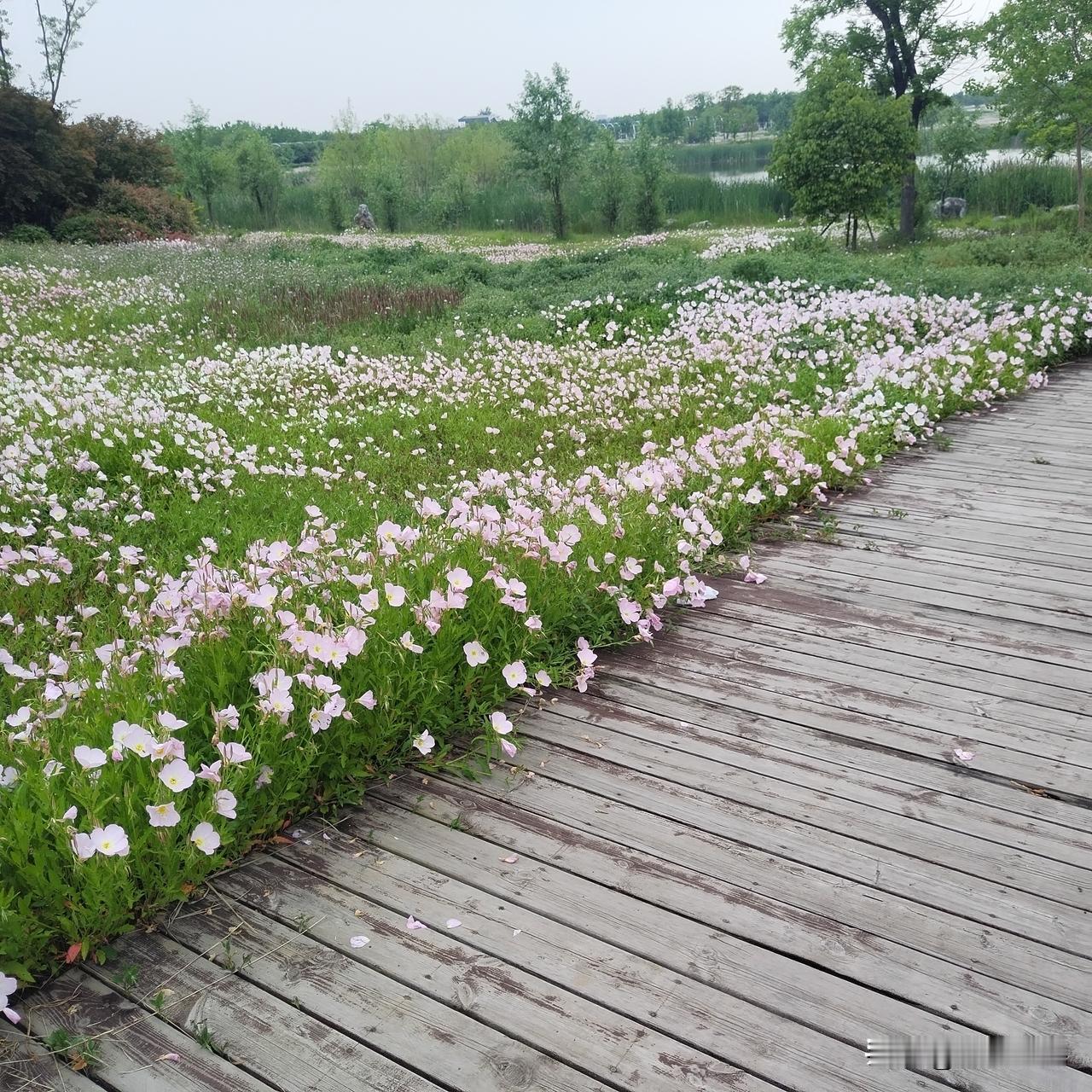 现代诗：《默默守候着你和风儿一起的来》

你像风一样地偷偷溜进小巷的夜晚，
我睡