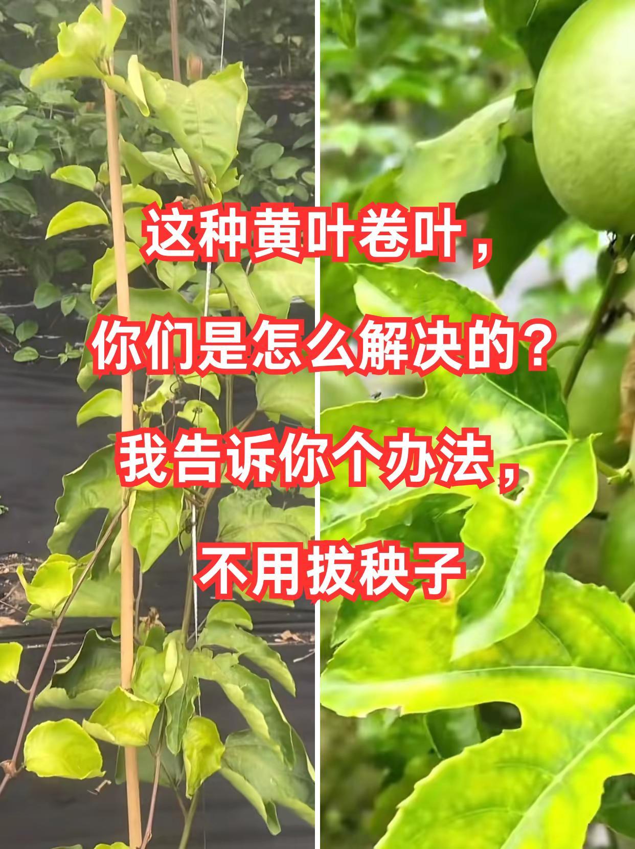 百香果这种黄叶卷叶，你们是怎么解决的？。百香果种植 黄叶