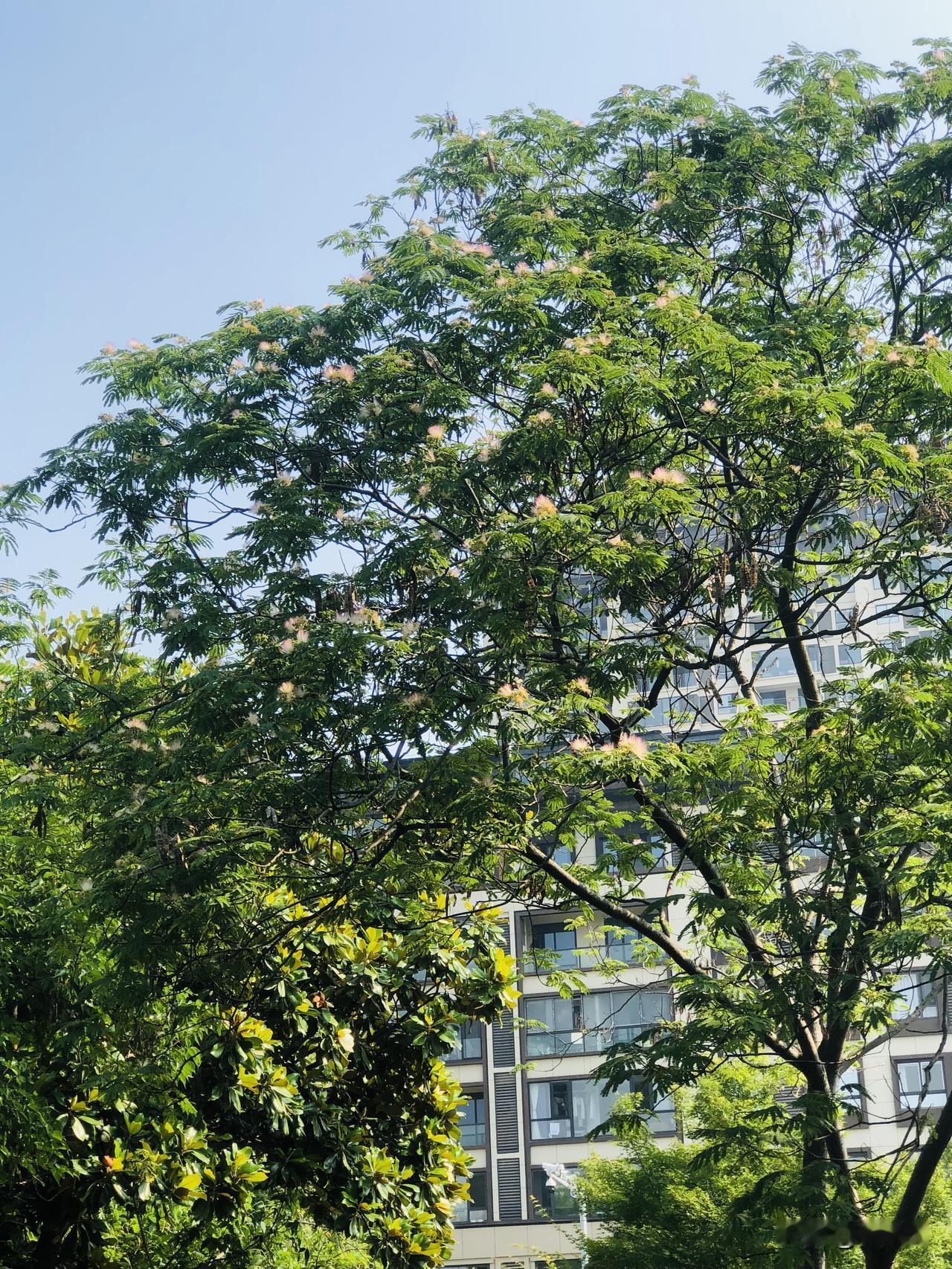 每棵合欢树能产多少籽每年夏季到了，河滨公园的合欢树就开花了，满树毛绒绒的花，粉扑