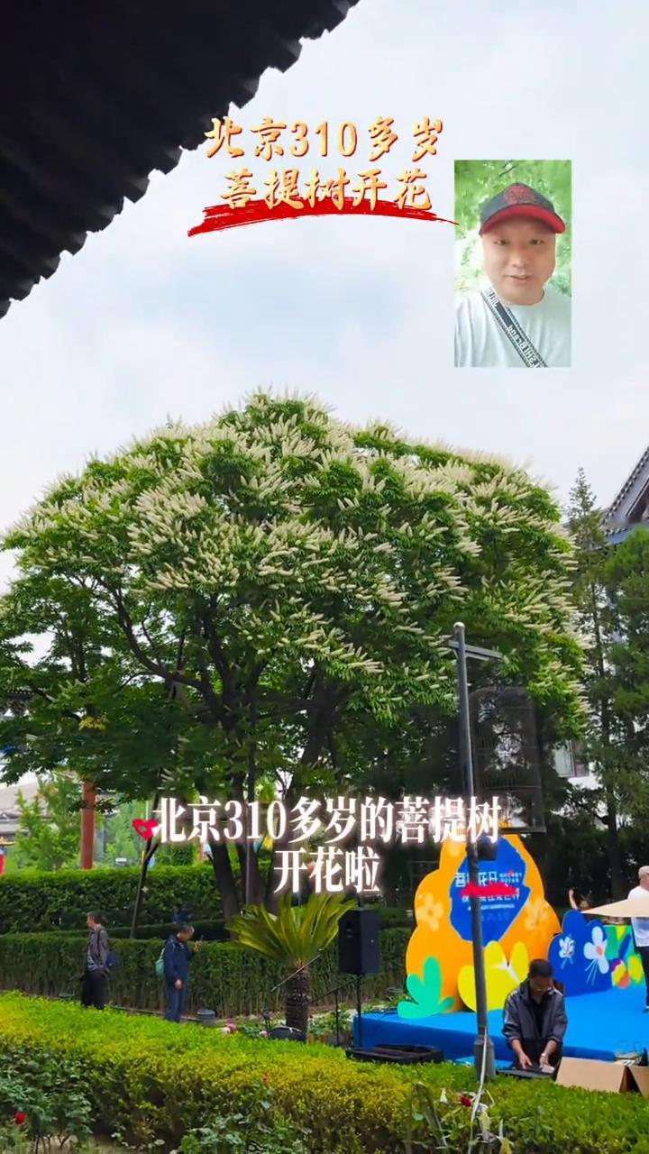 北京310多岁七叶菩提树开花。
迪娃届实惠大师。
见者有份，北京310多岁的菩提