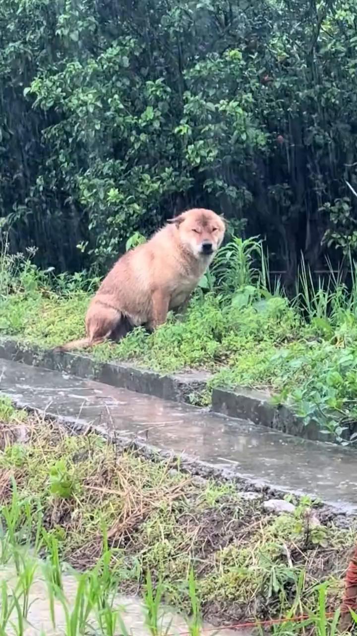 被淋成落汤鸡也绝不离开，大黄默默陪着主人雨中插秧。网友：因为你是唯一的家。
小十