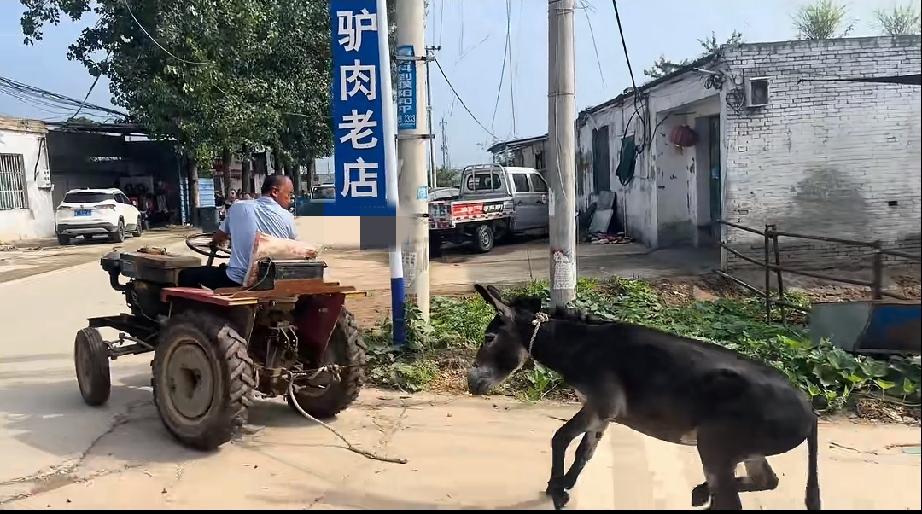 犟驴，犟驴，在这一刻体现的淋漓尽致，真的是太犟了，别说牵着走了，就是用拖拉机拽都