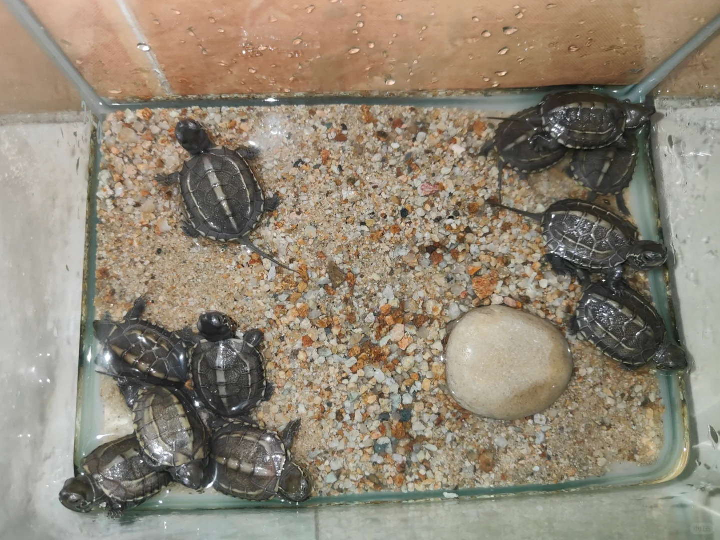 🐢睡觉时间最安静