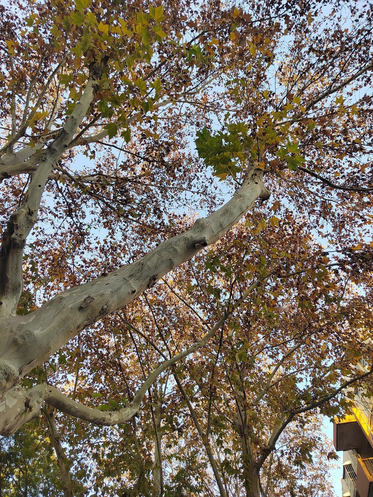 《叶》

法桐树上
新叶成旧叶
不断失叶
最终无叶

我是一片叶
黄绿不由我
离