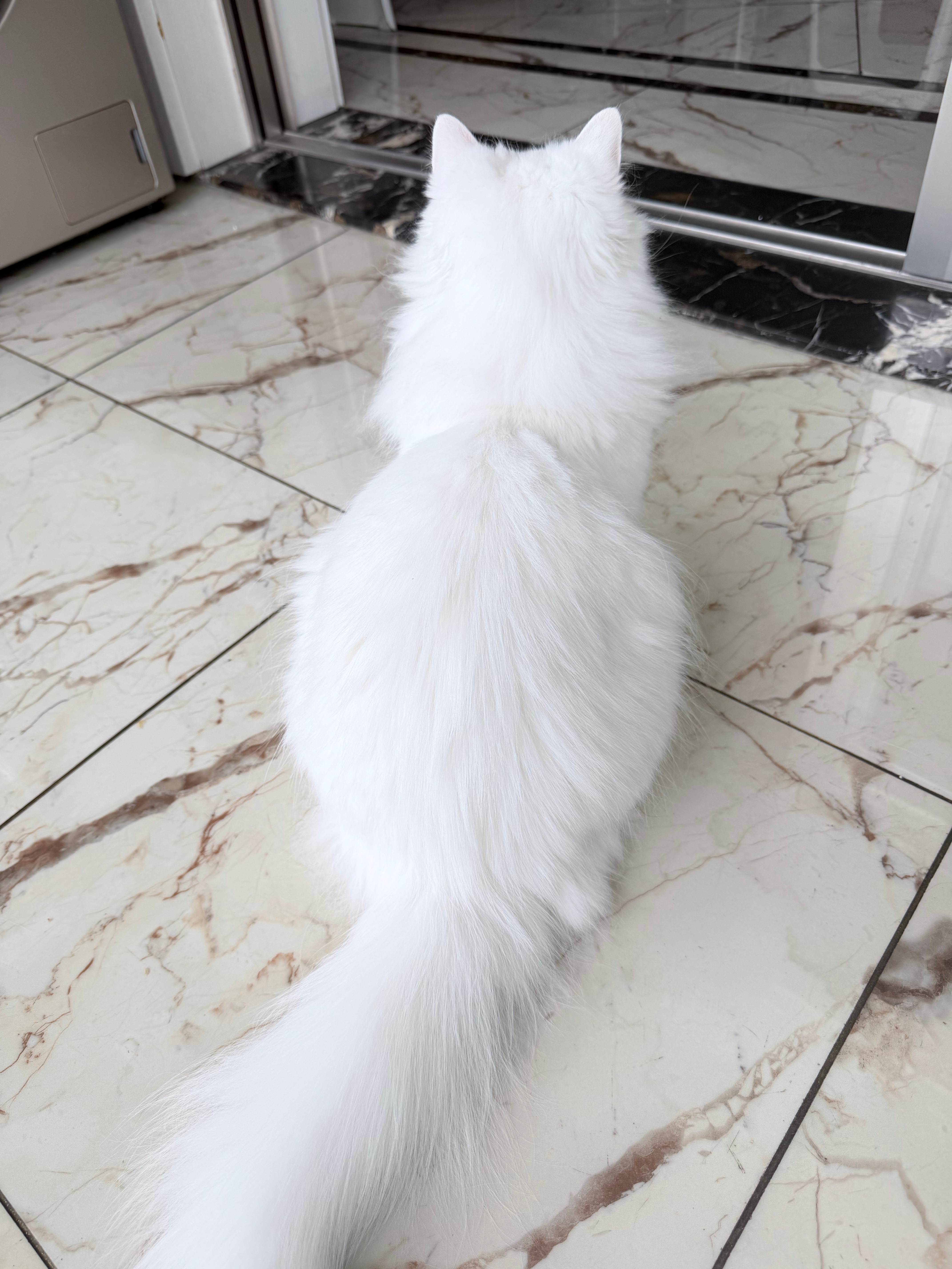 我们100%天使小猫怎么又瘦了🥺 
