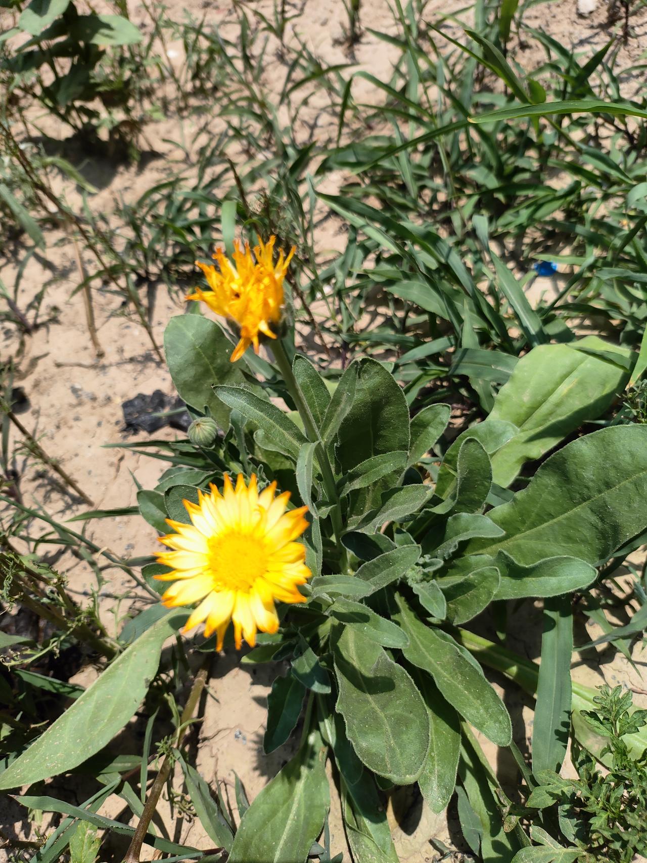 一橙一红，各自热烈，在旷野里静静盛放，不负好日光。向阳而生，各自芬芳。