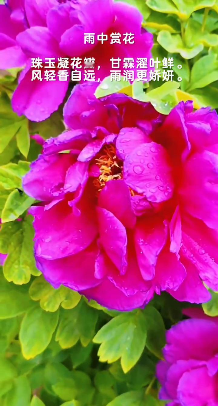 雨中赏花。
珠玉凝花瓣，甘霖濯叶鲜。风轻香自远，雨润更娇妍。甘霖濯叶鲜。