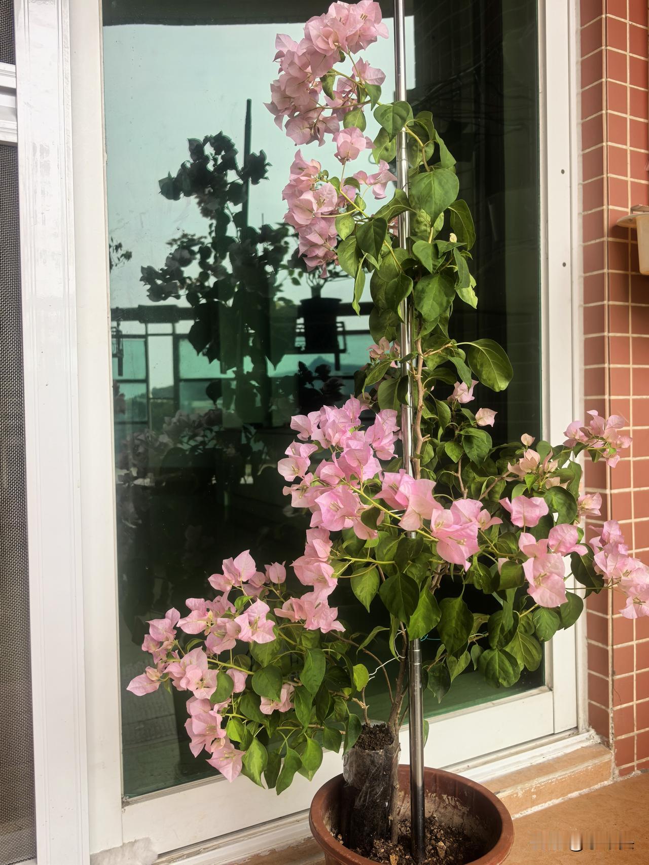 三角梅暗斑丽人如何造型？ 

去年入三角梅坑，两月前买了一棵原生苗“暗斑丽人”。