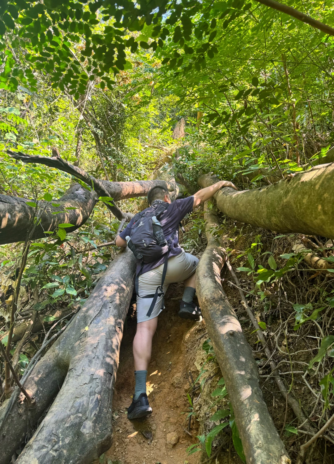 谁懂啊，家人们！还以为我去了热带雨林