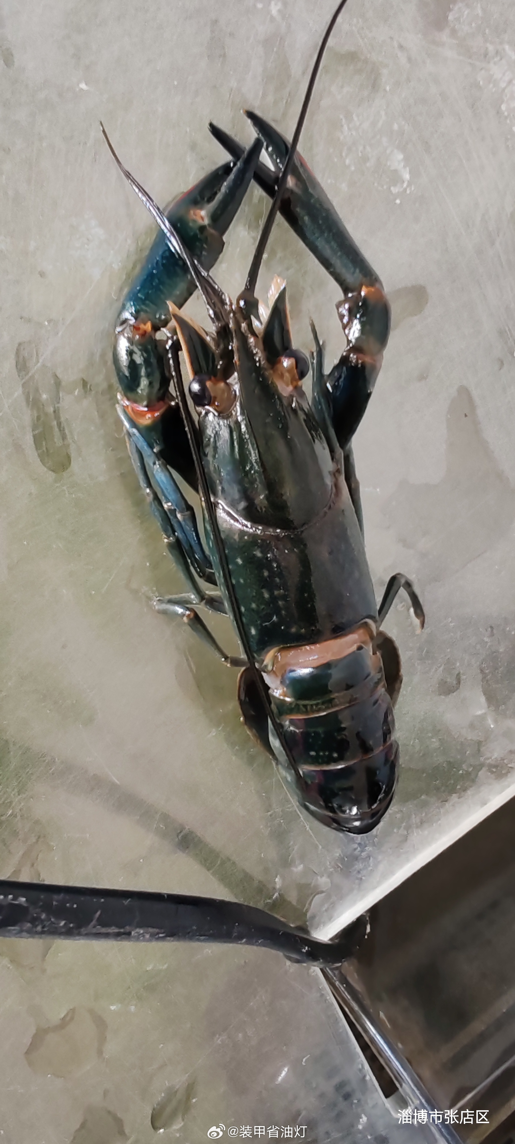 今早换了鱼缸里三分之一的水，然后刚刚发现养了一年多的澳洲鳌虾，死了，刚死…… 