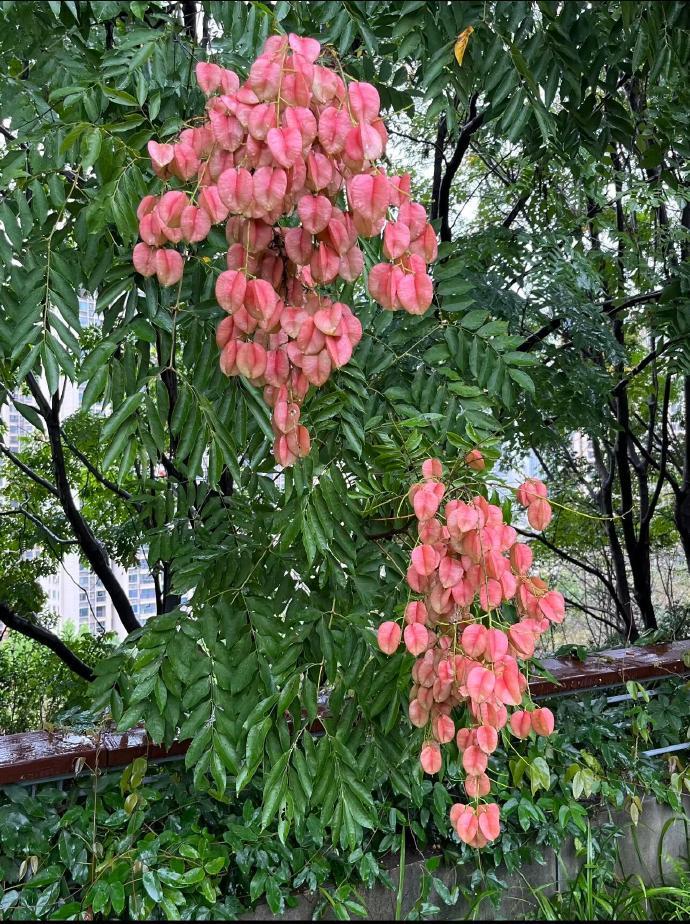 遇见栾树 史铁生笔下的浪漫秋色 ​​​