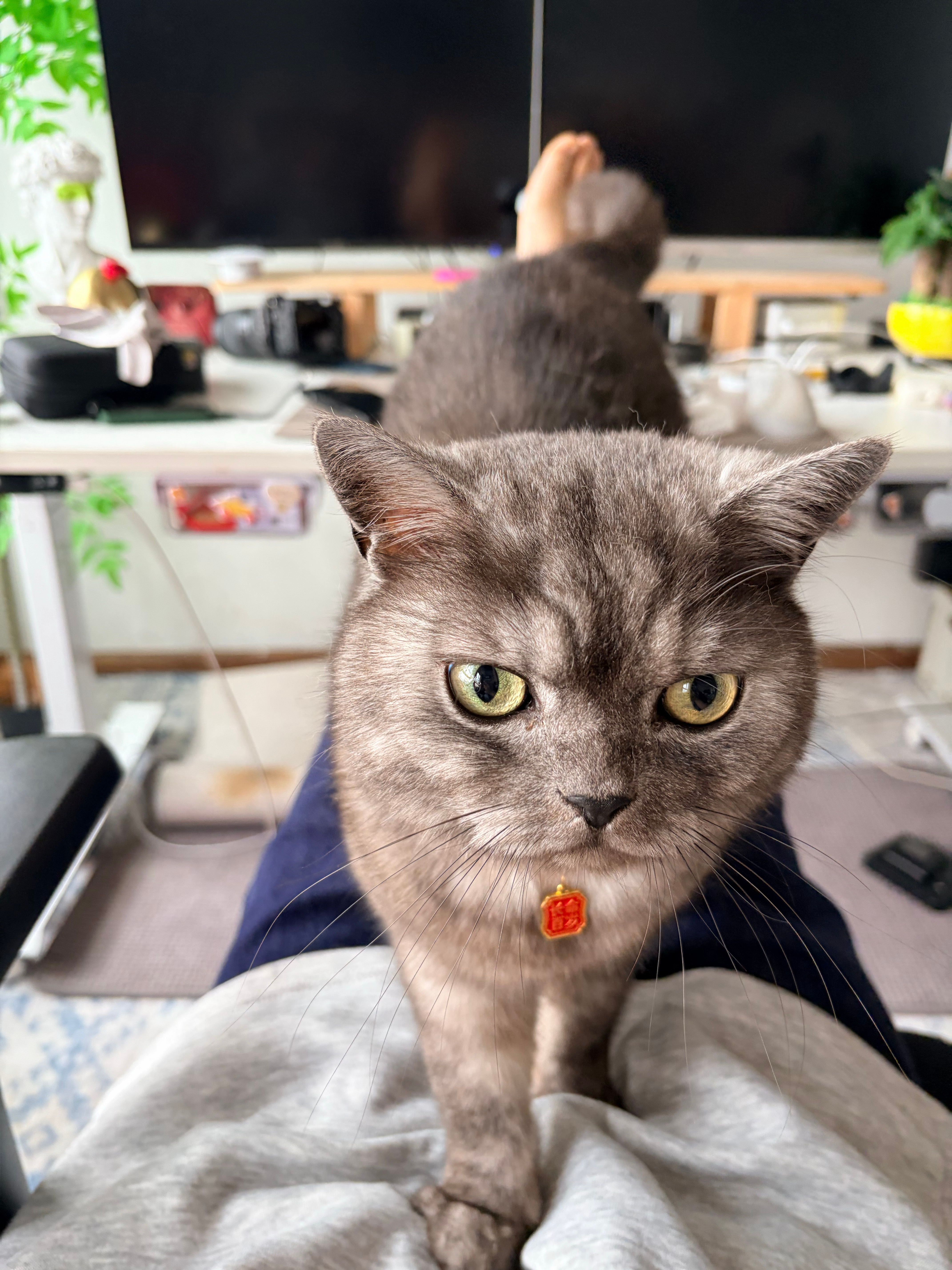 我能怎么办，我搁这享受午后时光呢，他就这么蹦上来了😱拾伍的猫奴生活