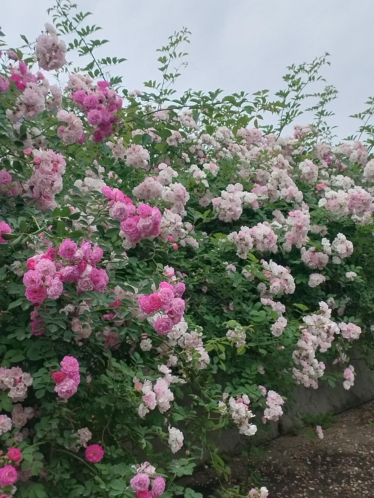 阁下此题，起笔便是“青山藏画意”，五字之间，山峦叠翠，墨色淋漓，仿佛一幅未干的水