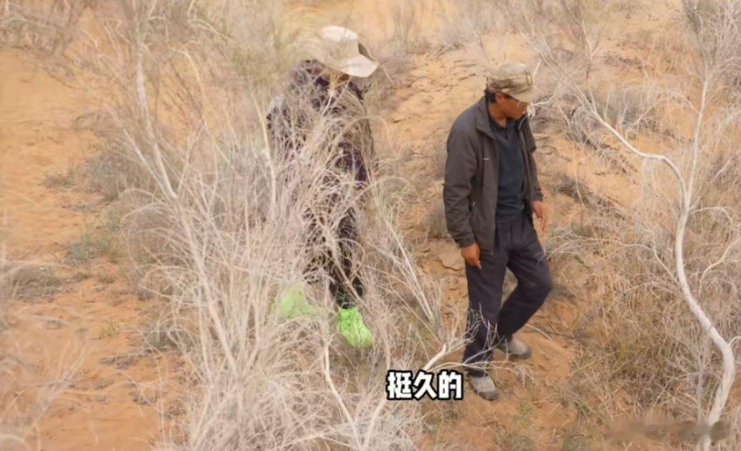 被中国人的沙漠植树奇迹震撼了 当树苗挺立沙丘，希望便生生不息。这场绿色革命没有硝