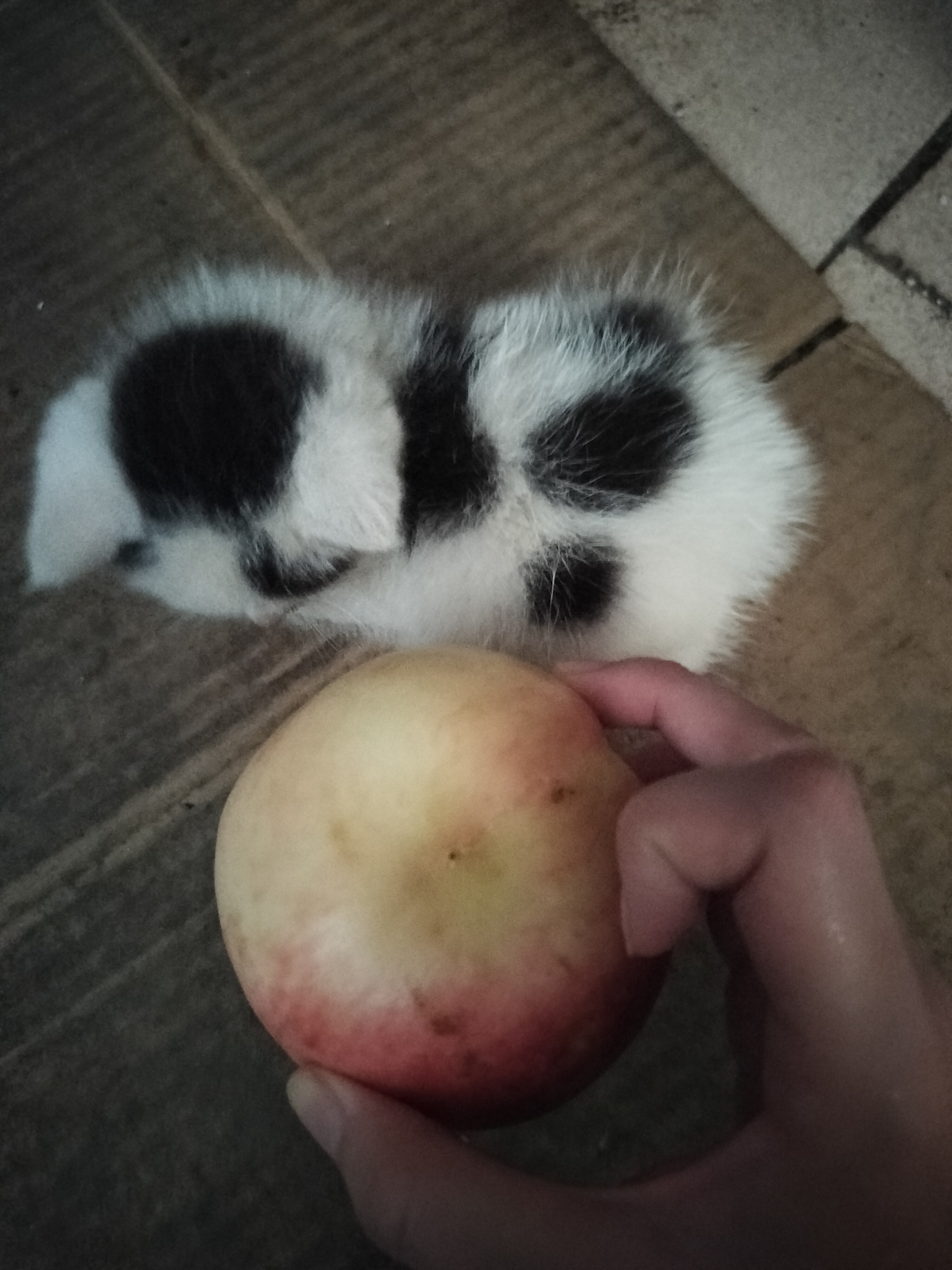 这个就是我家的妙脆角小猫呀 