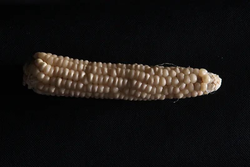 玉米的方言叫法可太有意思啦！在东北，玉米叫苞米，烤苞米那可是街头一绝，香得很。山