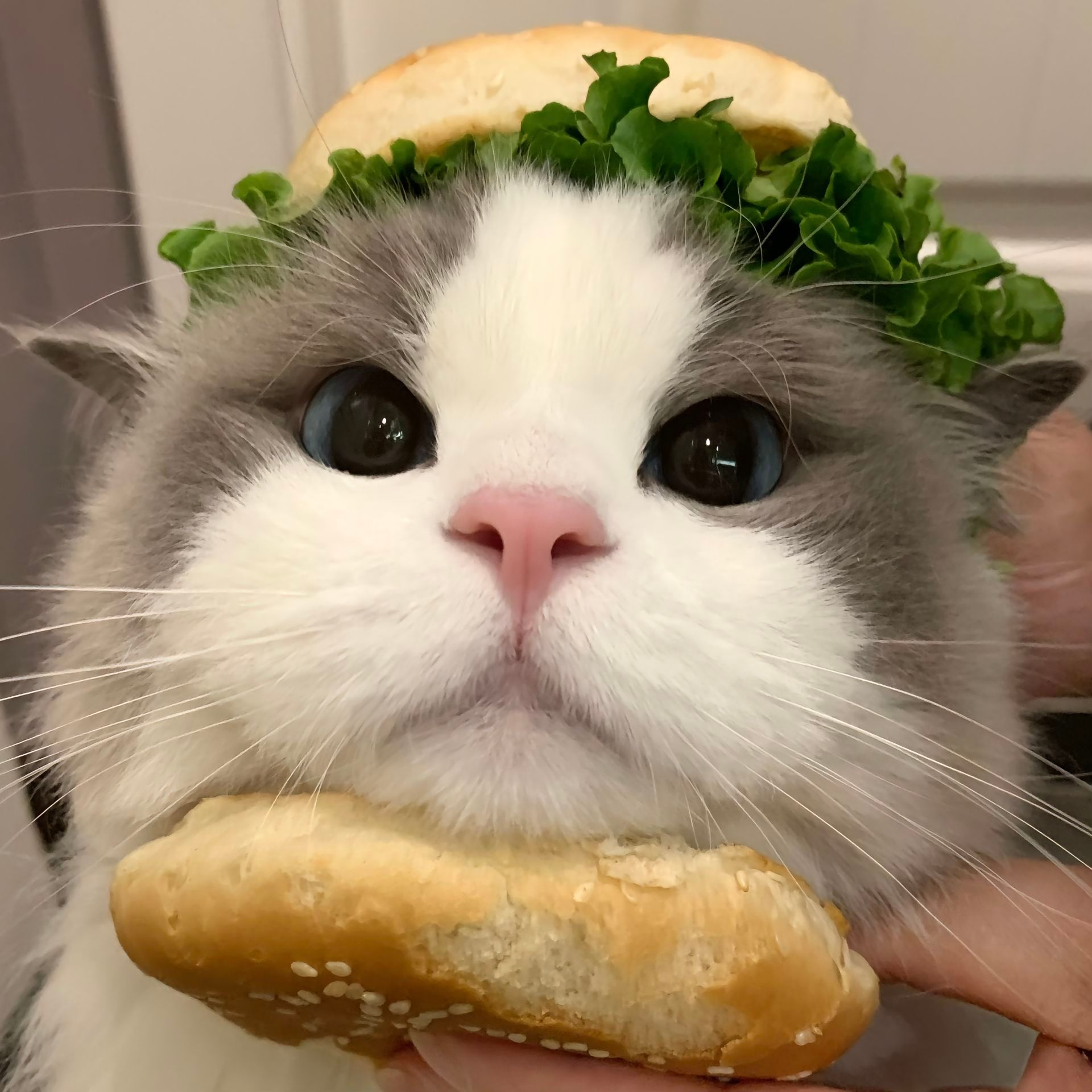 一口一个猫咪汉堡#萌宠##猫# ​​​