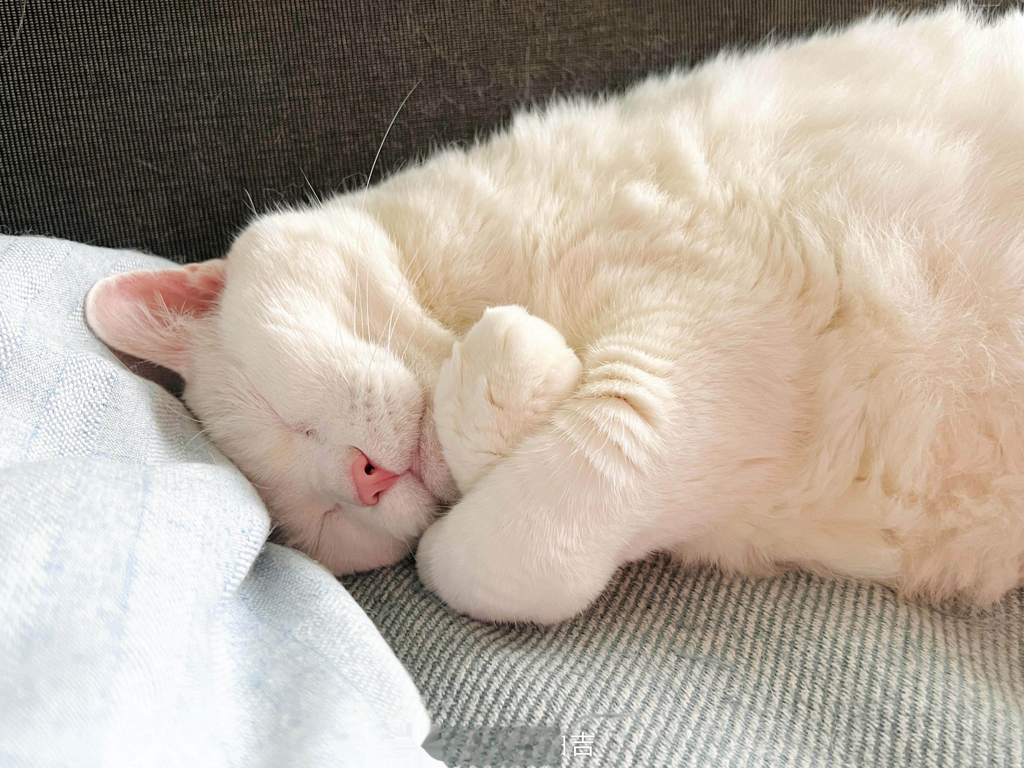 老寶睡香香。 ​​​