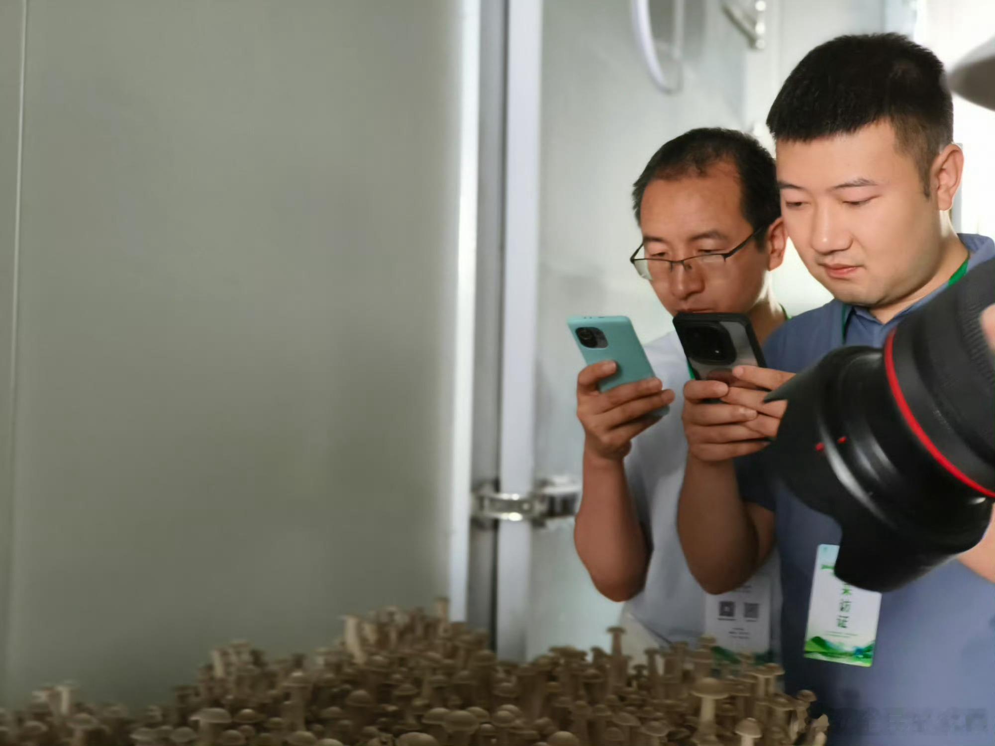 甘肃两当生态兴菌路废弃菌棒的新生之旅在左家乡，废弃菌棒从不被当作垃圾处理。它们与