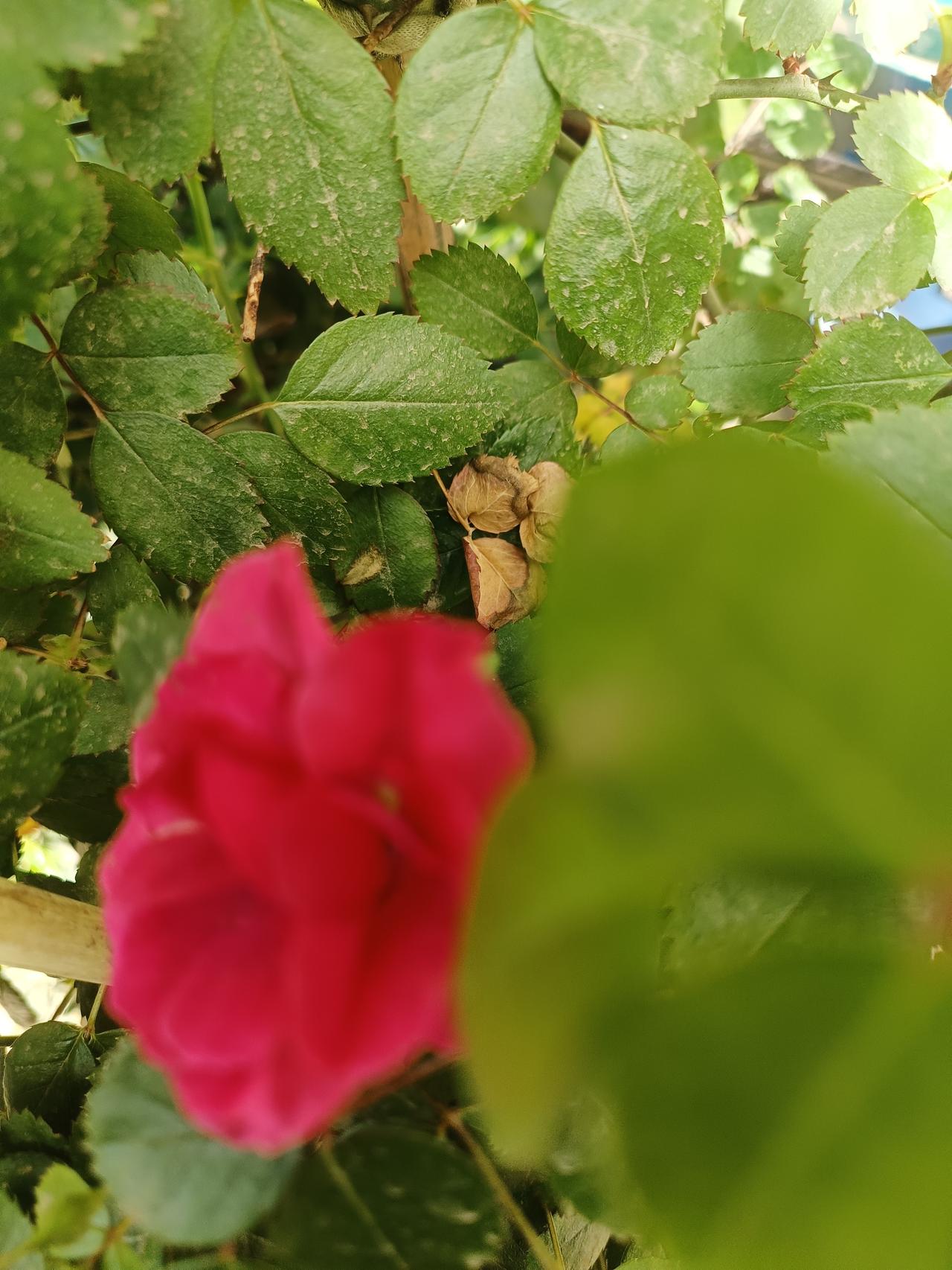 吃过高梁面粑粑！！！