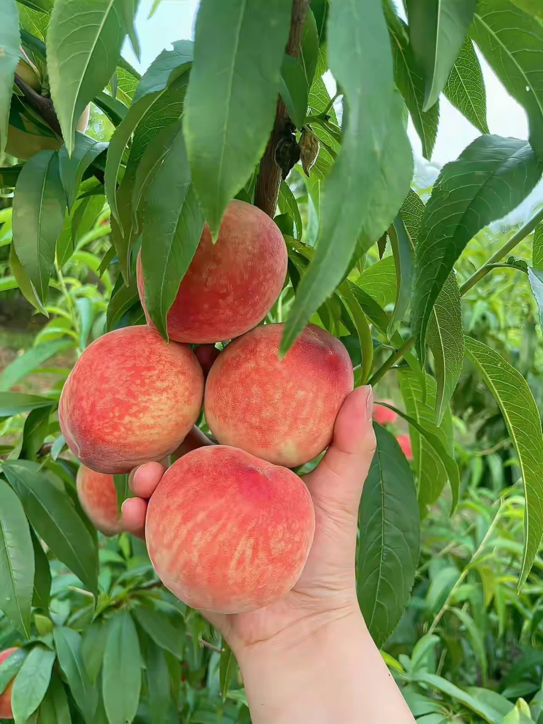 Ainsworth的依恋理论很有意思，把原生家庭分成了五个层级。看完后突然觉得