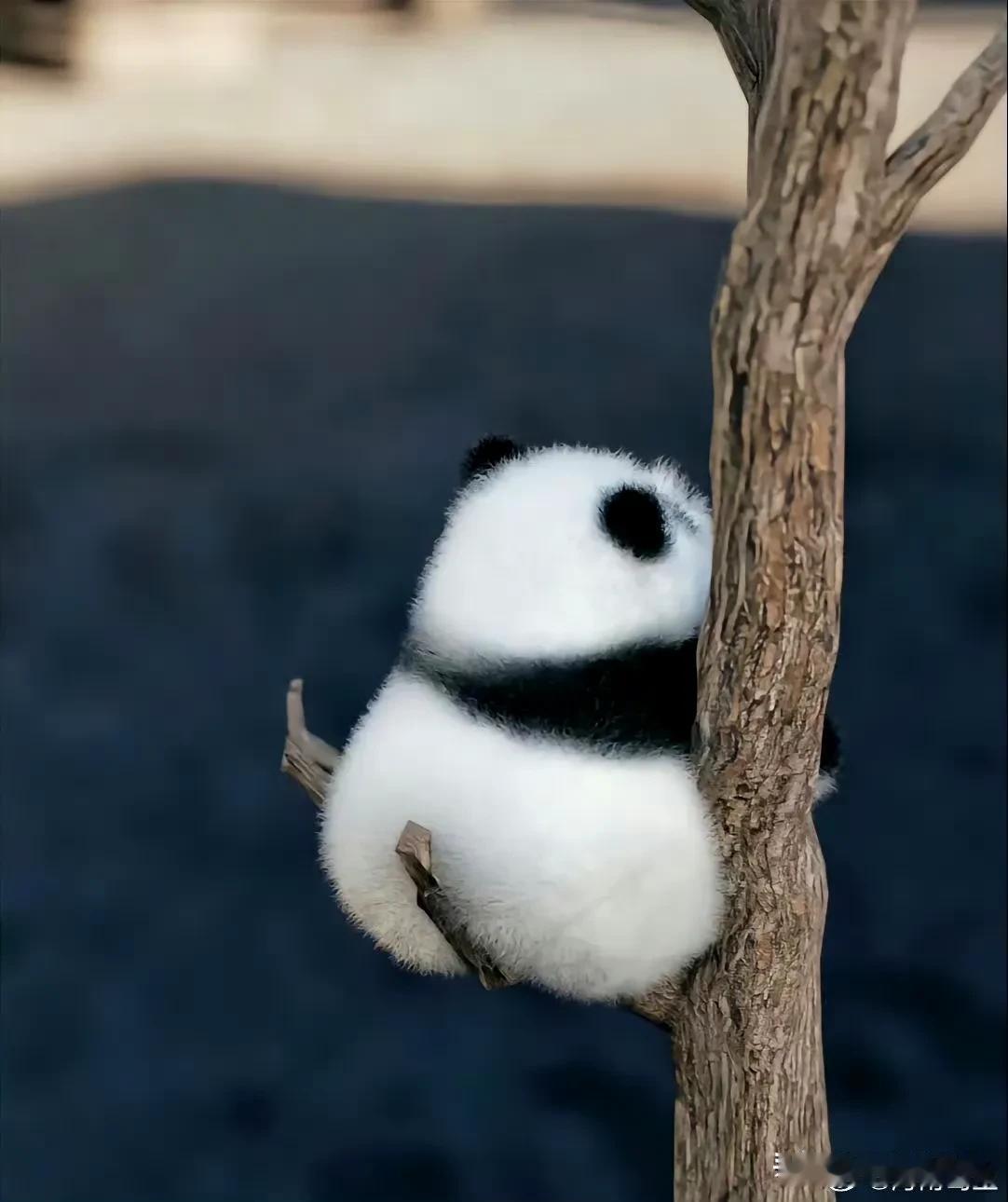 熊猫长在树上，我喜欢你，花花，这是真漂亮花。

就是你下的来吗？

哈哈，多少年