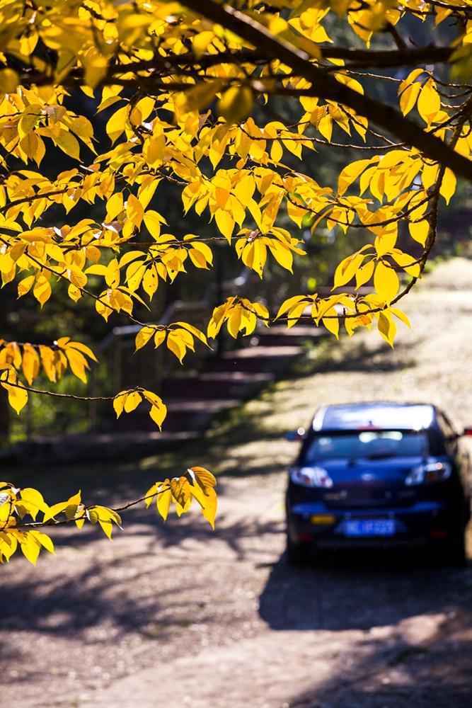 山路·秋景
#秋色记录# #我的秋日摄影# #秋天的摄影季节# #秋日生活打卡季