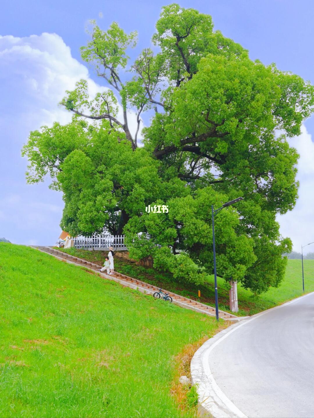 出门过夏天🚴🏻🏕闯入宫崎骏漫画世界