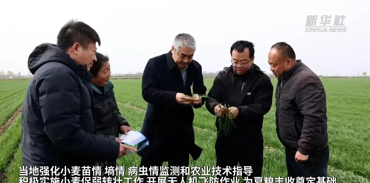 去年秋汛让河南小麦播种全乱套，滑县180万亩晚播田怎就稳住丰收大局？

安阳市滑