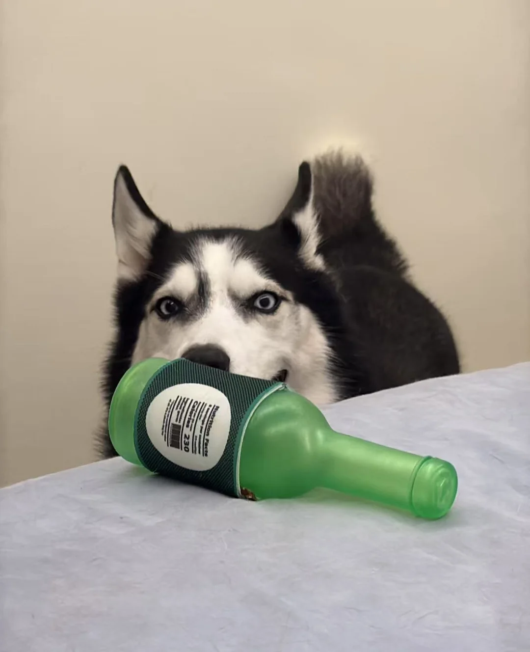 小狗想喝酒怎么办