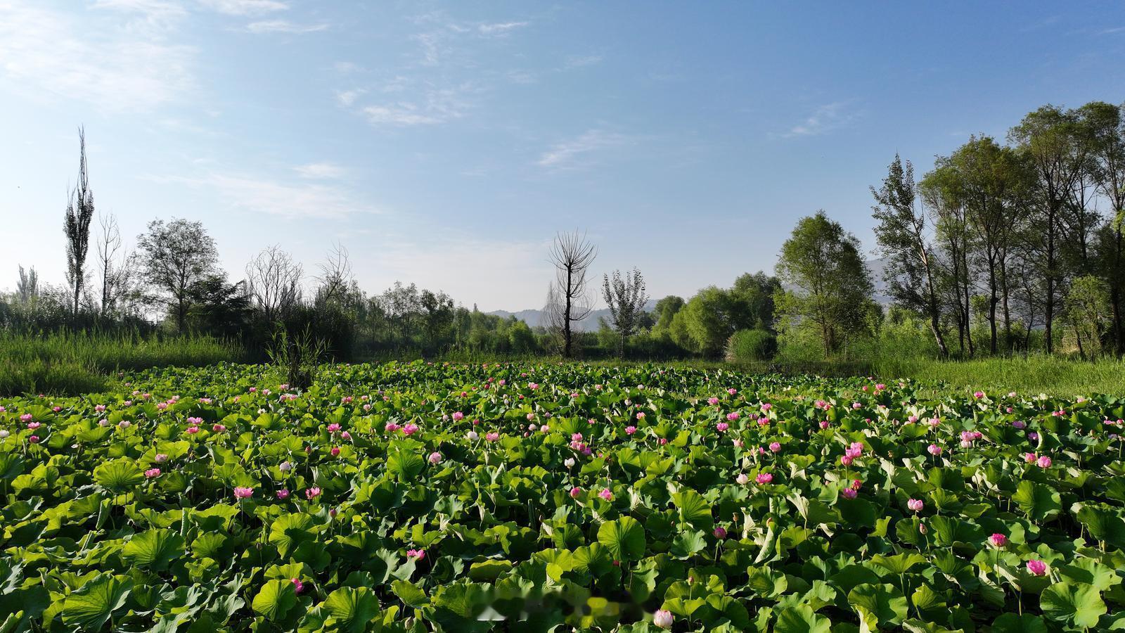 陇上江南在甘肃盛夏七月，永靖太极岛黄河湿地荷花进入盛花期，碧叶连天、荷香满塘，在