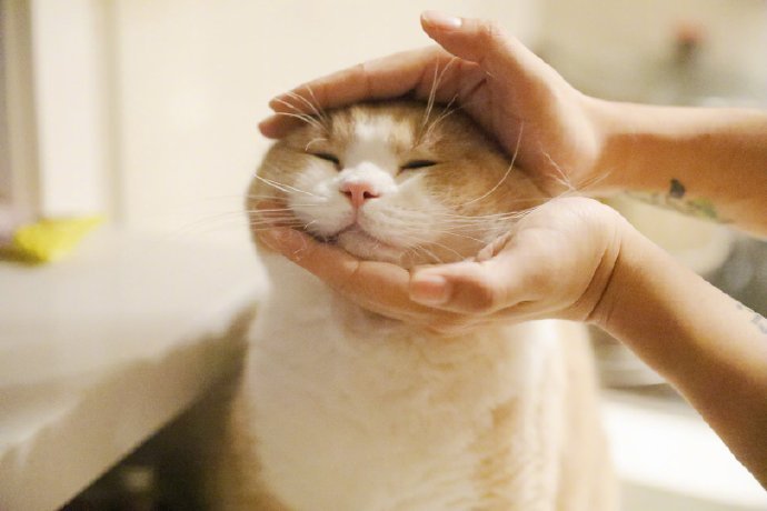 猫：救我...​​​​