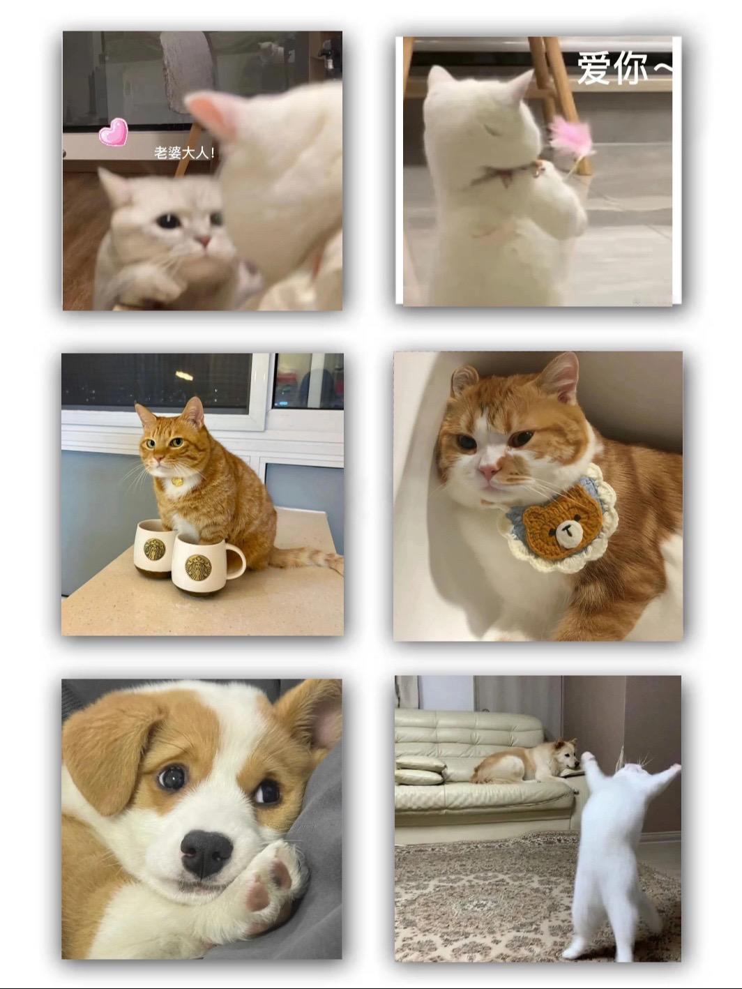 表情包 猫咪表情包 表情包分享 发给对象的表情包