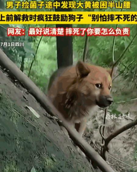 四川，一名男子在进山采摘菌子时，竟然在同一个陡峭的山腰上连续三次发现了一只被困的