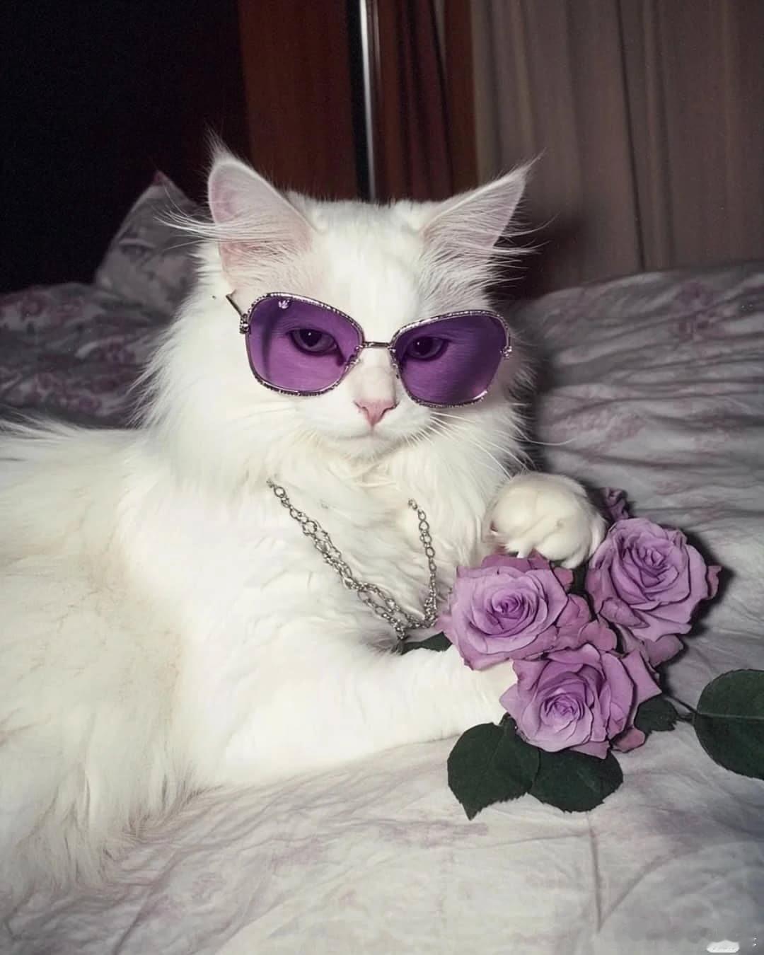 💜cr：meawcat._ ​​​