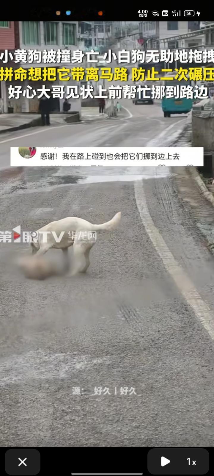 12月29日，贵州遵义。网友发视频表示，自己开车遇到被撞的狗子，被车反复碾压身亡