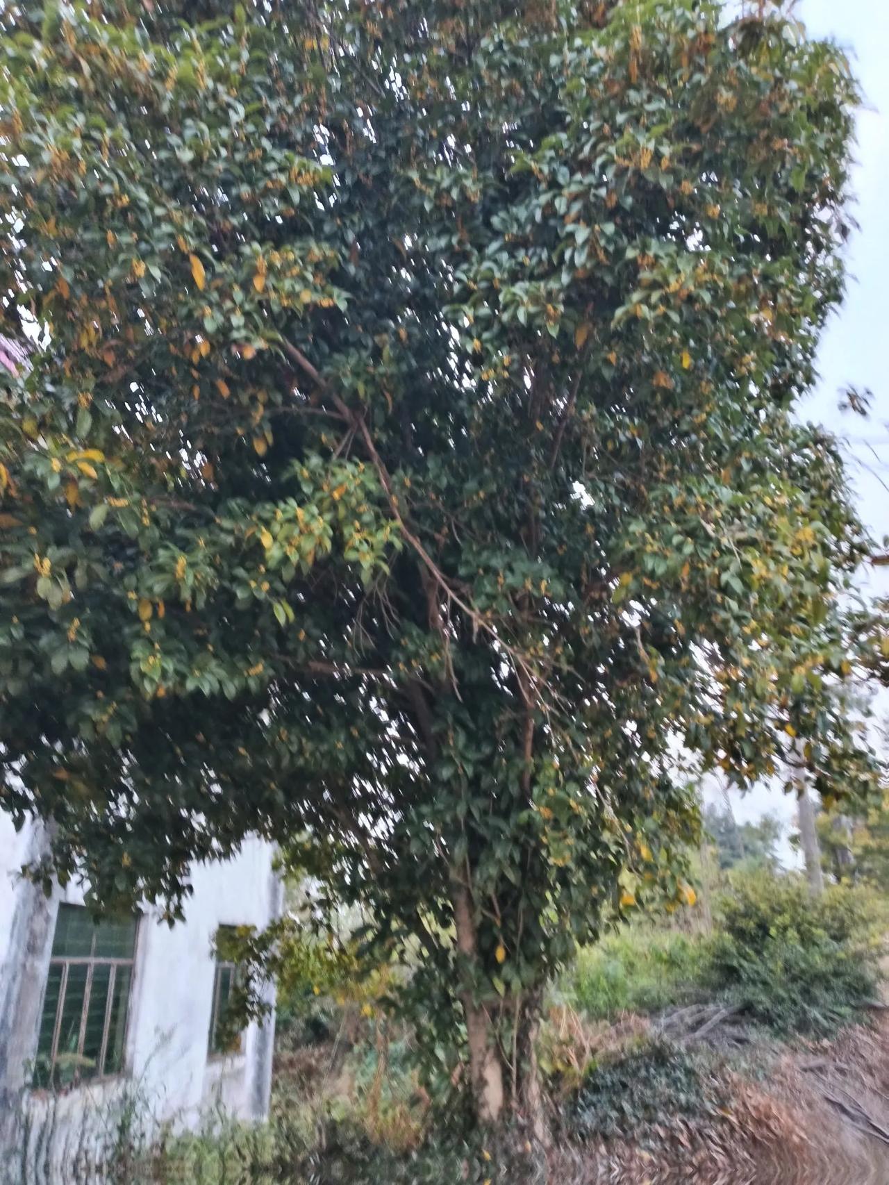 上联：兄弟边城独创业，
下联：月明千里共婵娟。
#下联：月明千里共婵娟，诚邀上联